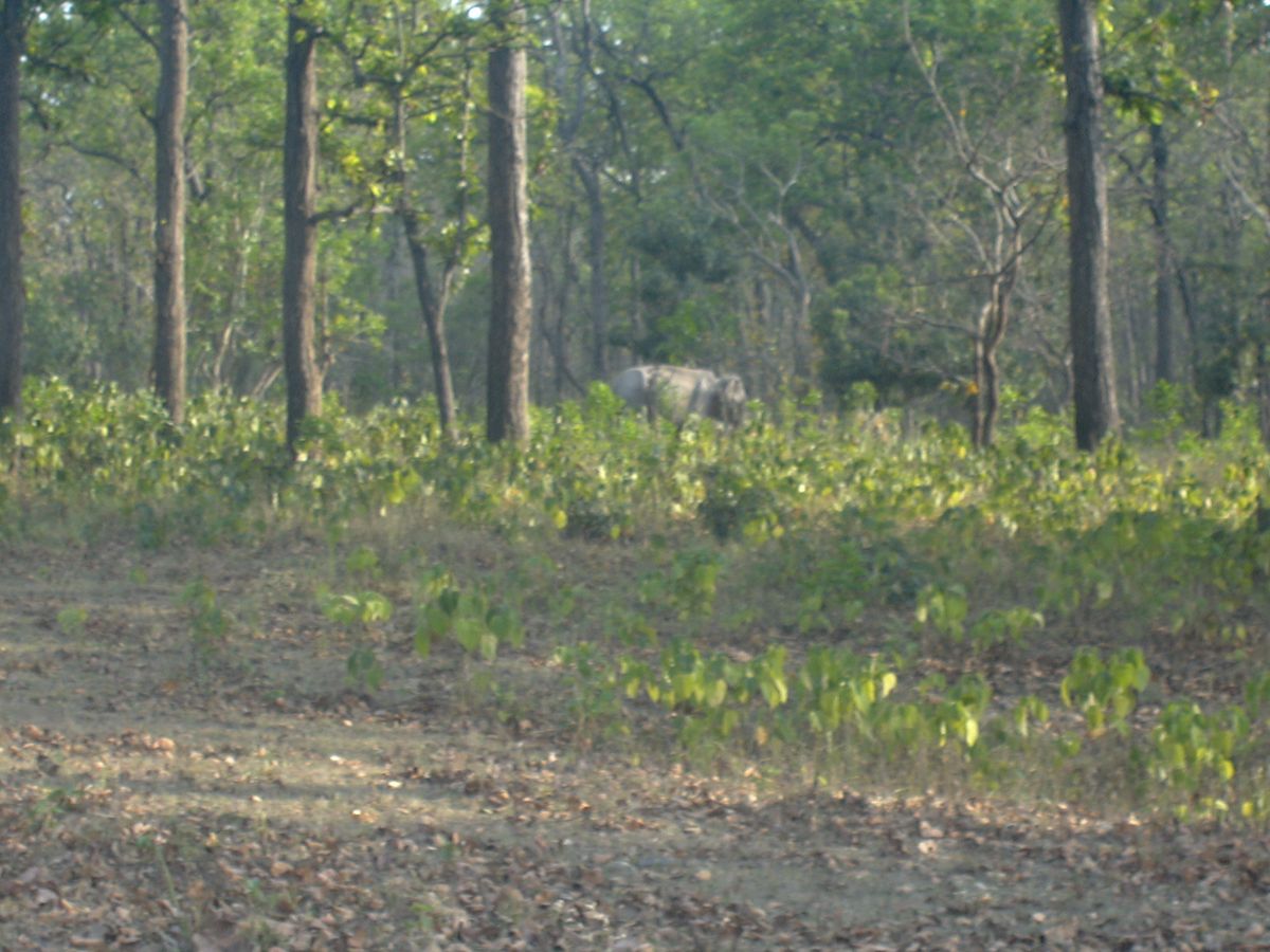 Raja at Rajaji National Park